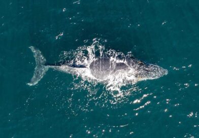 São Sebastião é finalista em prêmio internacional de turismo responsável com destaque na observação de baleias