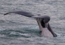 Foto-identificação em Ilhabela integra estudo internacional sobre travessias recordes de baleias-jubarte