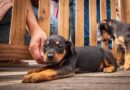 Feira de adoção de cães e gatos acontece neste sábado em Caraguatatuba