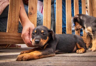 Feira de adoção de cães e gatos acontece neste sábado em Caraguatatuba