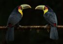 Ilhabela será destaque pelo segundo ano consecutivo na maior feira internacional de observação de aves