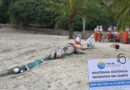 Pseudorca é encontrada morta durante monitoramento marinho em Ilhabela