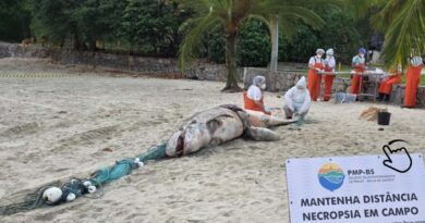 Pseudorca é encontrada morta durante monitoramento marinho em Ilhabela