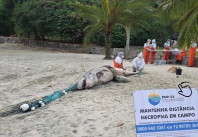 Pseudorca é encontrada morta durante monitoramento marinho em Ilhabela