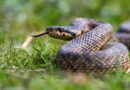 Picada de cobra: veja o que fazer e quais erros podem agravar o acidente
