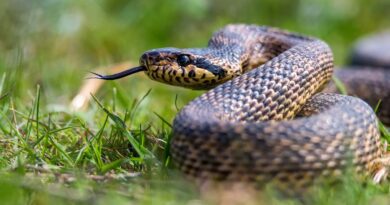 Picada de cobra: veja o que fazer e quais erros podem agravar o acidente
