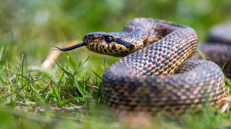 Picada de cobra: veja o que fazer e quais erros podem agravar o acidente