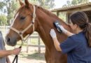 São Sebastião oferece microchipagem gratuita para animais de grande porte